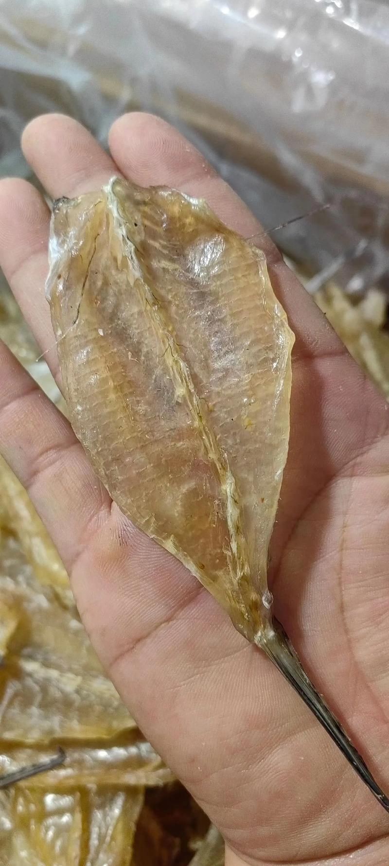 柳丁魚圖片大全，“柳丁魚圖片大全”聚焦于展示各類柳丁魚的視覺影像資料 柳丁魚圖片大全，“柳丁魚圖片大全”聚焦于展示各類柳丁魚的視覺影像資料 龍魚百科 第25張