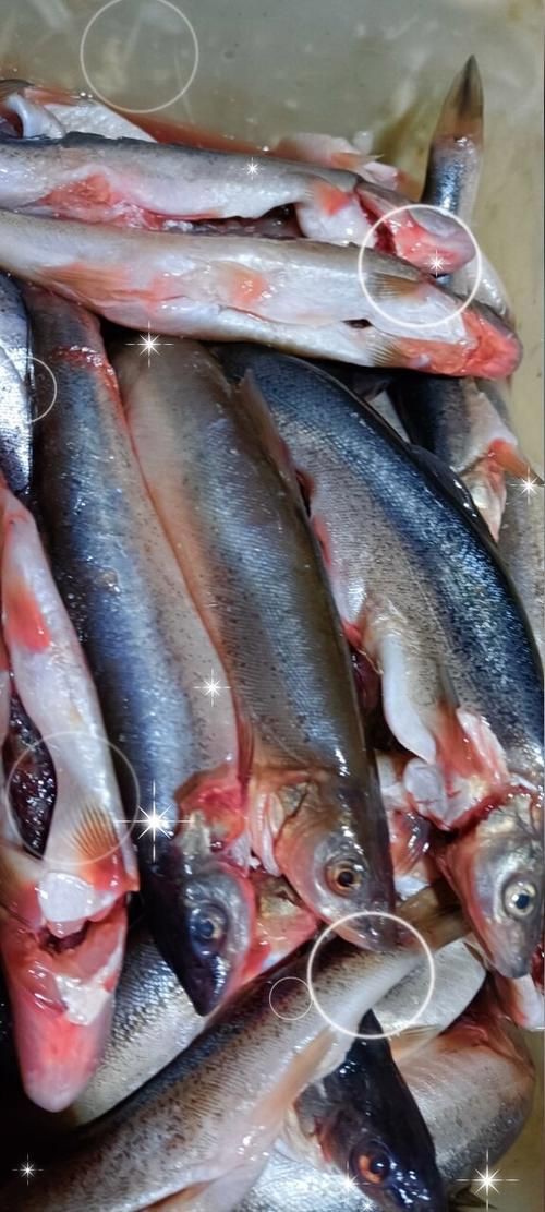 柳丁魚圖片大全，“柳丁魚圖片大全”聚焦于展示各類柳丁魚的視覺影像資料 柳丁魚圖片大全，“柳丁魚圖片大全”聚焦于展示各類柳丁魚的視覺影像資料 龍魚百科 第17張