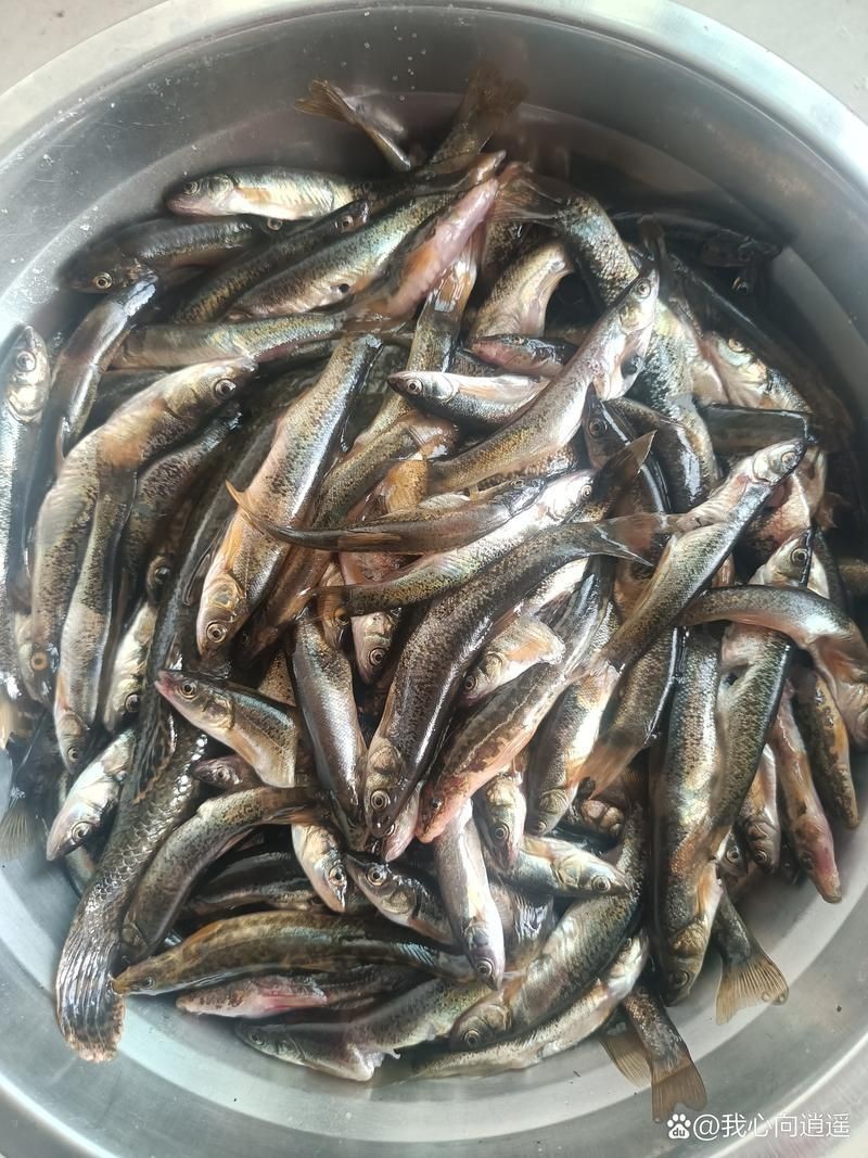 柳丁魚圖片大全，“柳丁魚圖片大全”聚焦于展示各類柳丁魚的視覺影像資料 柳丁魚圖片大全，“柳丁魚圖片大全”聚焦于展示各類柳丁魚的視覺影像資料 龍魚百科 第4張