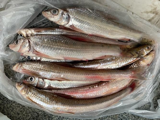 柳丁魚圖片大全，“柳丁魚圖片大全”聚焦于展示各類柳丁魚的視覺影像資料 柳丁魚圖片大全，“柳丁魚圖片大全”聚焦于展示各類柳丁魚的視覺影像資料 龍魚百科 第27張