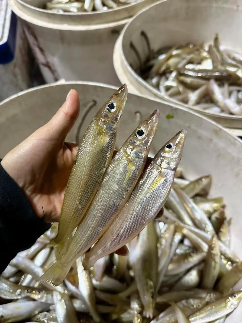 柳丁魚圖片大全，“柳丁魚圖片大全”聚焦于展示各類柳丁魚的視覺影像資料 柳丁魚圖片大全，“柳丁魚圖片大全”聚焦于展示各類柳丁魚的視覺影像資料 龍魚百科 第26張