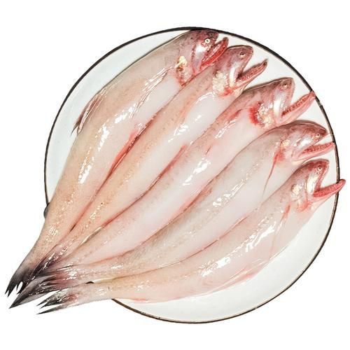 柳丁魚圖片大全，“柳丁魚圖片大全”聚焦于展示各類柳丁魚的視覺影像資料 柳丁魚圖片大全，“柳丁魚圖片大全”聚焦于展示各類柳丁魚的視覺影像資料 龍魚百科 第24張