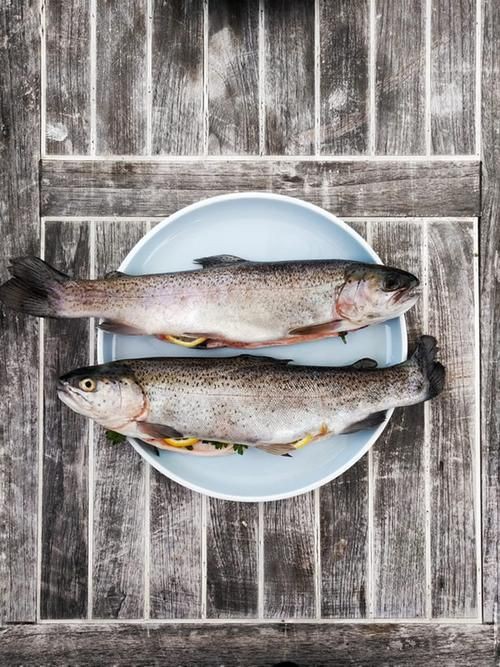 柳丁魚圖片大全，“柳丁魚圖片大全”聚焦于展示各類柳丁魚的視覺影像資料 柳丁魚圖片大全，“柳丁魚圖片大全”聚焦于展示各類柳丁魚的視覺影像資料 龍魚百科 第14張