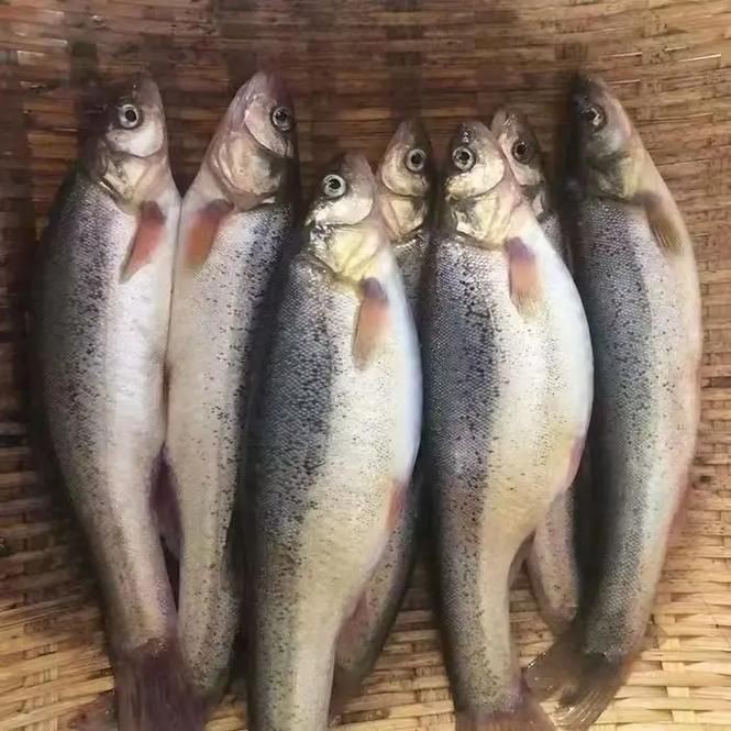 柳丁魚圖片大全，“柳丁魚圖片大全”聚焦于展示各類柳丁魚的視覺影像資料 柳丁魚圖片大全，“柳丁魚圖片大全”聚焦于展示各類柳丁魚的視覺影像資料 龍魚百科 第5張