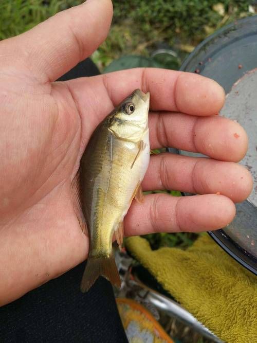 柳丁魚圖片大全，“柳丁魚圖片大全”聚焦于展示各類柳丁魚的視覺影像資料 柳丁魚圖片大全，“柳丁魚圖片大全”聚焦于展示各類柳丁魚的視覺影像資料 龍魚百科 第20張