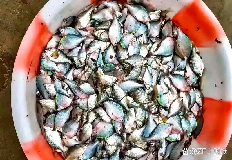 柳丁魚圖片大全，“柳丁魚圖片大全”聚焦于展示各類柳丁魚的視覺影像資料 柳丁魚圖片大全，“柳丁魚圖片大全”聚焦于展示各類柳丁魚的視覺影像資料 龍魚百科 第29張