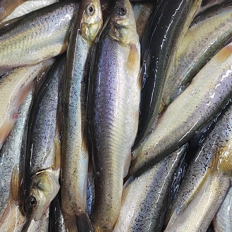 柳丁魚圖片大全，“柳丁魚圖片大全”聚焦于展示各類柳丁魚的視覺影像資料 柳丁魚圖片大全，“柳丁魚圖片大全”聚焦于展示各類柳丁魚的視覺影像資料 龍魚百科 第1張