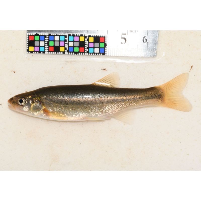 柳丁魚圖片大全，“柳丁魚圖片大全”聚焦于展示各類柳丁魚的視覺影像資料 柳丁魚圖片大全，“柳丁魚圖片大全”聚焦于展示各類柳丁魚的視覺影像資料 龍魚百科 第28張