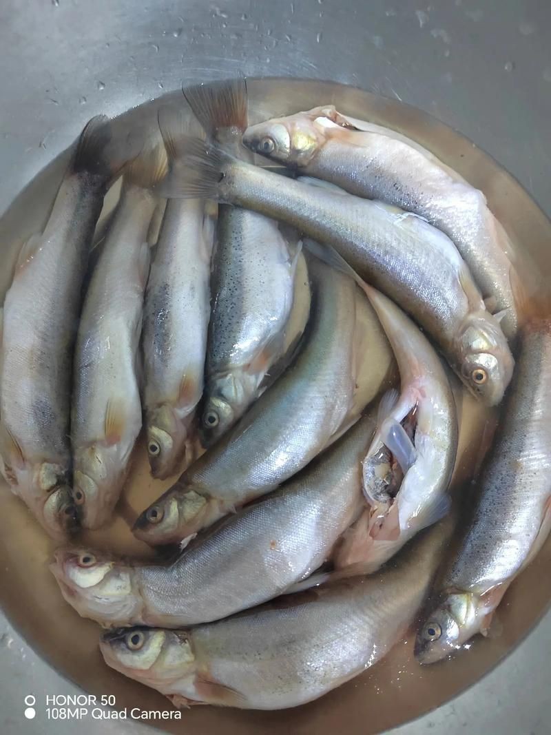 柳丁魚圖片大全，“柳丁魚圖片大全”聚焦于展示各類柳丁魚的視覺影像資料 柳丁魚圖片大全，“柳丁魚圖片大全”聚焦于展示各類柳丁魚的視覺影像資料 龍魚百科 第15張