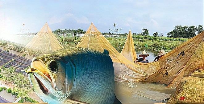 甘孜藏族自治州水族批發市場，四川甘孜藏族自治州水族批發市場是當地特色商貿的重要組成部分 甘孜藏族自治州水族批發市場，四川甘孜藏族自治州水族批發市場是當地特色商貿的重要組成部分 全國水族館企業名錄 第4張