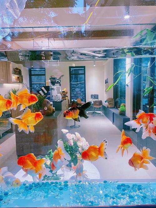 玉溪水族店，玉溪市紅塔區(qū)頤神苑水族店