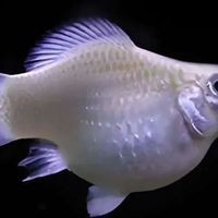 哈爾濱魚缸維護，冰城愛魚人——哈爾濱魚缸維護全攻略