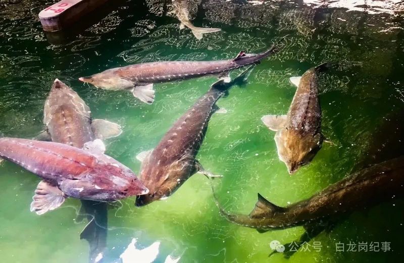 枝江龍魚店，枝江市枝江市龍魚店