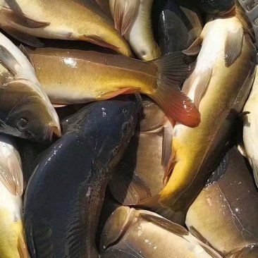 渭南水族批發(fā)市場，渭南水族批發(fā)市場是當(dāng)?shù)刂匾a(chǎn)及觀賞魚交易集散地