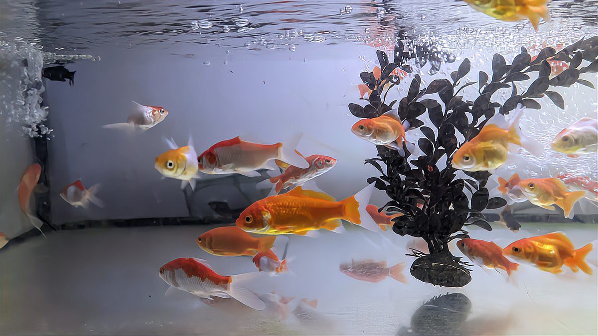 養(yǎng)魚新手需要注意什么，2025年養(yǎng)魚新手入門指南，養(yǎng)魚新手入門指南