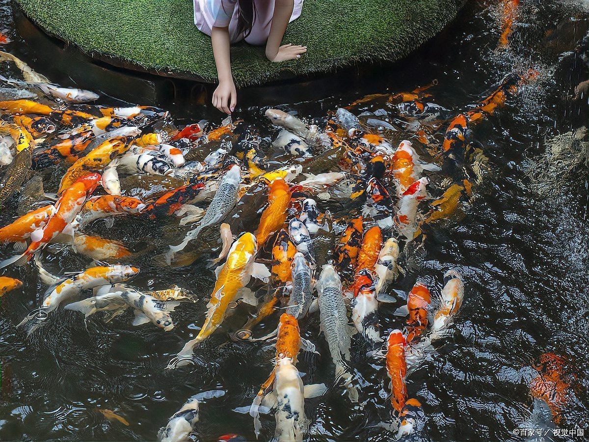 養魚新手需要注意什么，2025年養魚新手入門指南，養魚新手入門指南