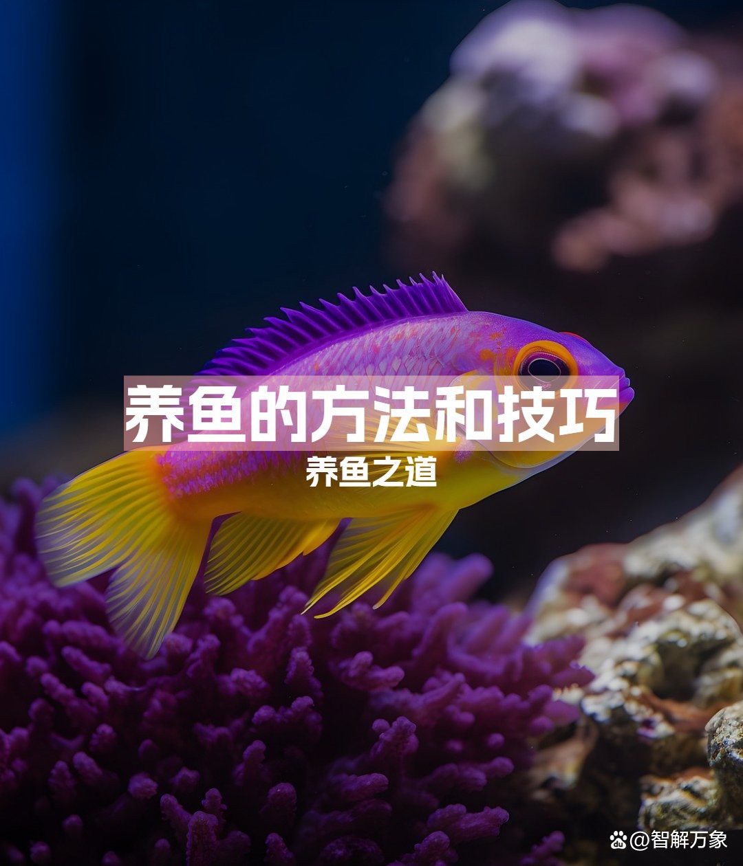 養(yǎng)魚新手需要注意什么，2025年養(yǎng)魚新手入門指南，養(yǎng)魚新手入門指南