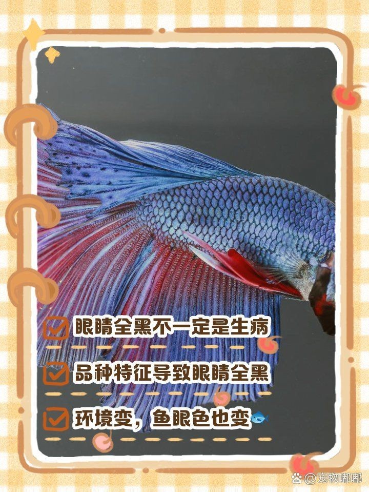 孔雀魚眼睛全黑死亡，孔雀魚的眼睛全黑了是怎么回事