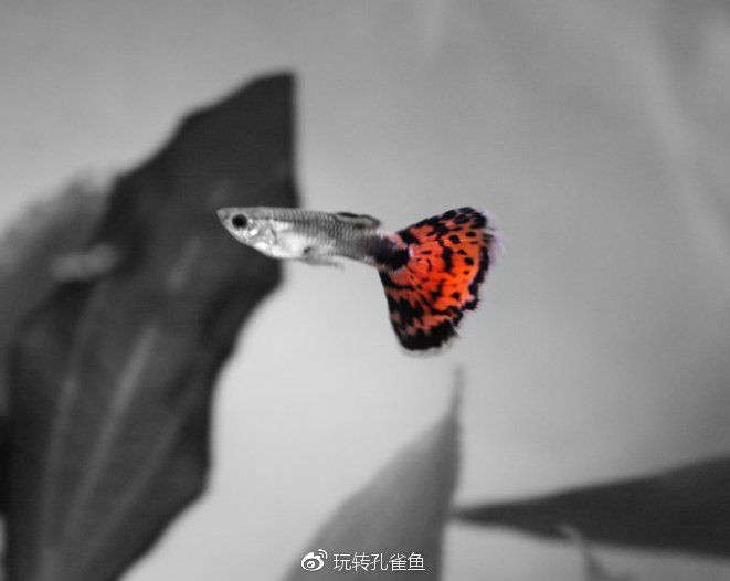 孔雀魚眼睛全黑死亡，孔雀魚的眼睛全黑了是怎么回事