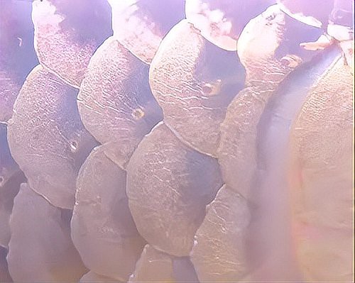 如何預防紅龍魚立鱗病？，紅龍魚立鱗病的癥狀及防治方法