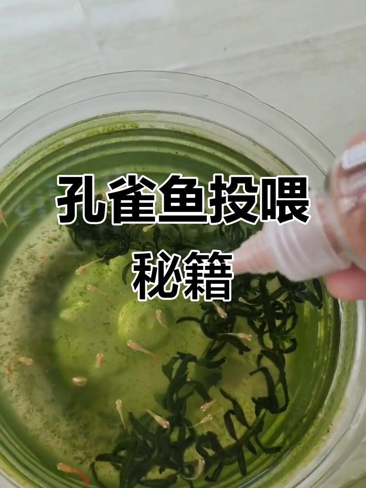 孔雀魚可以吃嗎，孔雀魚喂食技巧，看看你做對了嗎