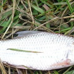 北流龍魚店，北流龍魚店北流鴨塘魚價格范圍是多少祥龍魚北流分店
