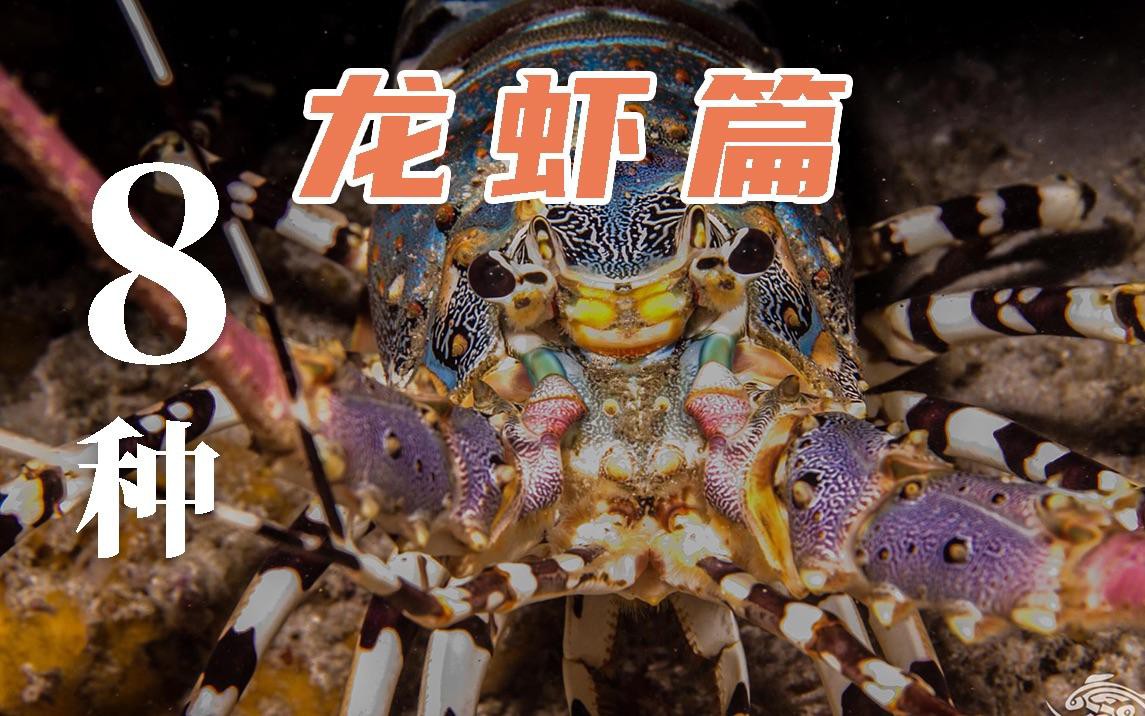 如何區(qū)分不同種類的龍蝦？，《如何區(qū)分不同種類的龍蝦》如何區(qū)分不同種類的龍蝦