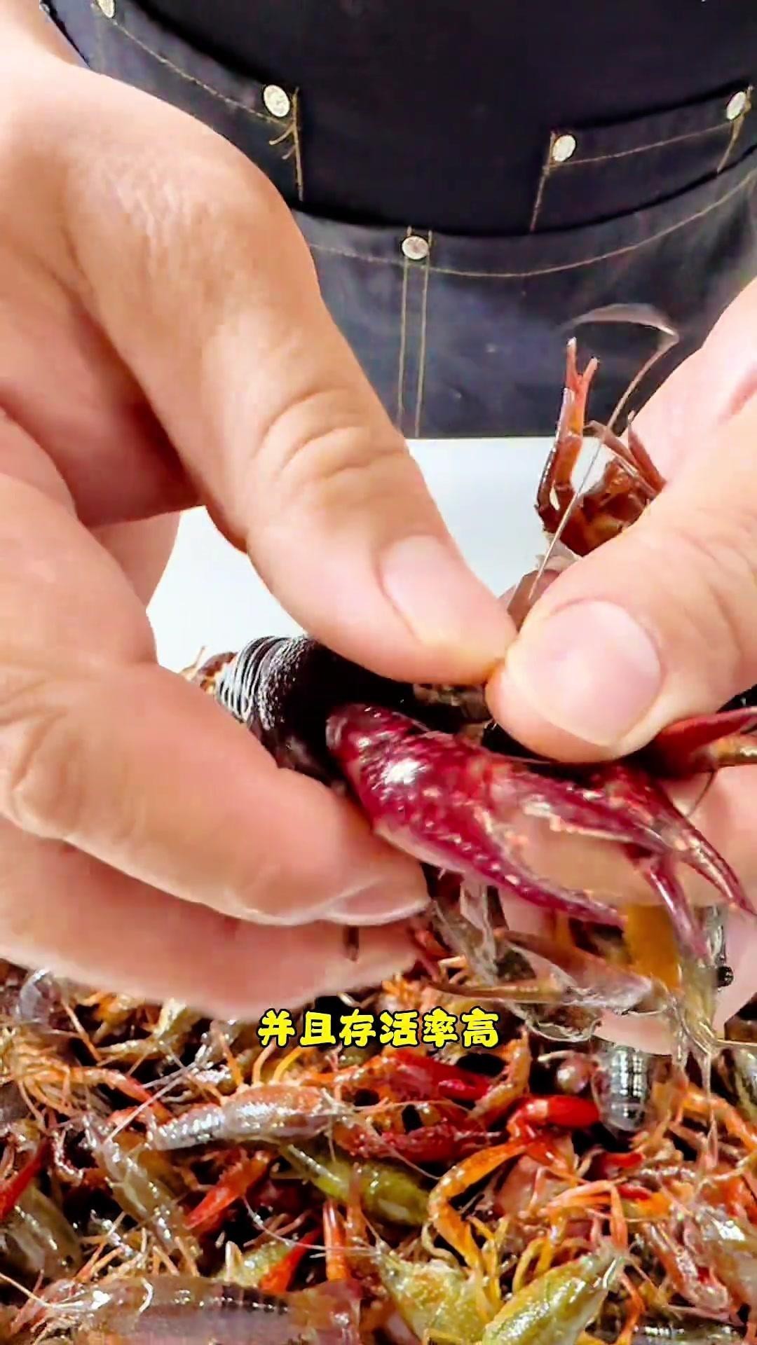 如何區(qū)分不同種類的龍蝦？，《如何區(qū)分不同種類的龍蝦》如何區(qū)分不同種類的龍蝦