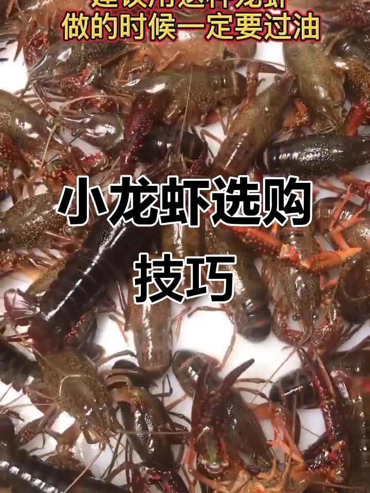 如何區(qū)分不同種類的龍蝦？，《如何區(qū)分不同種類的龍蝦》如何區(qū)分不同種類的龍蝦