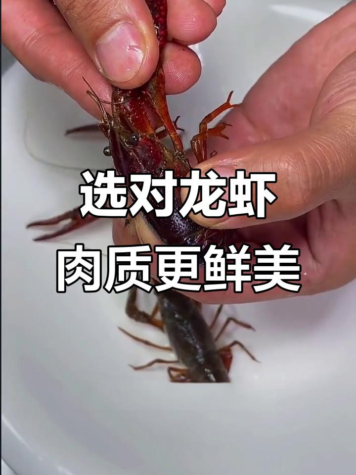 如何區(qū)分不同種類的龍蝦？，《如何區(qū)分不同種類的龍蝦》如何區(qū)分不同種類的龍蝦