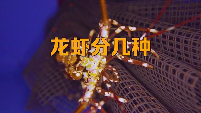 如何區(qū)分不同種類的龍蝦？，《如何區(qū)分不同種類的龍蝦》如何區(qū)分不同種類的龍蝦