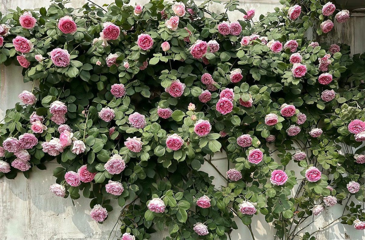 幾乎不生病的月季品種，\