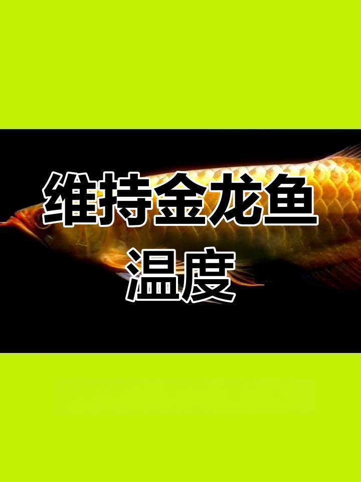 如何保持金龍魚飼養水的恒溫？，如何保持金龍魚飼養水的恒溫