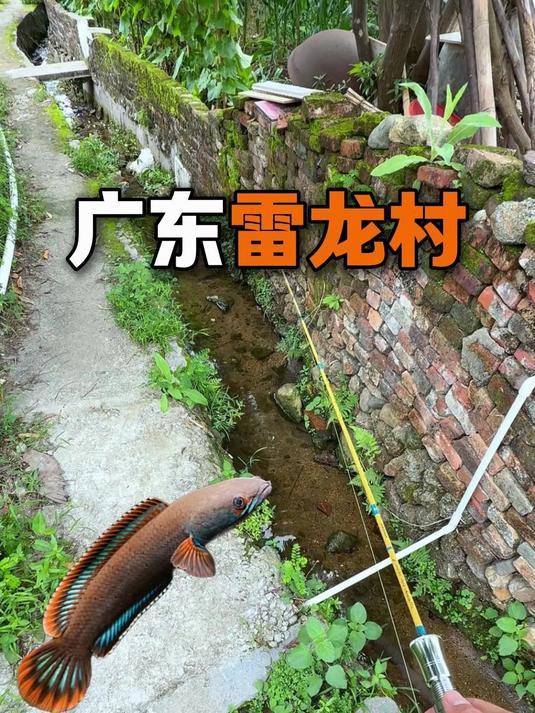 如何判斷雷龍魚是否上鉤？，《如何判斷雷龍魚是否上鉤》路亞新手釣雷龍保姆級教學