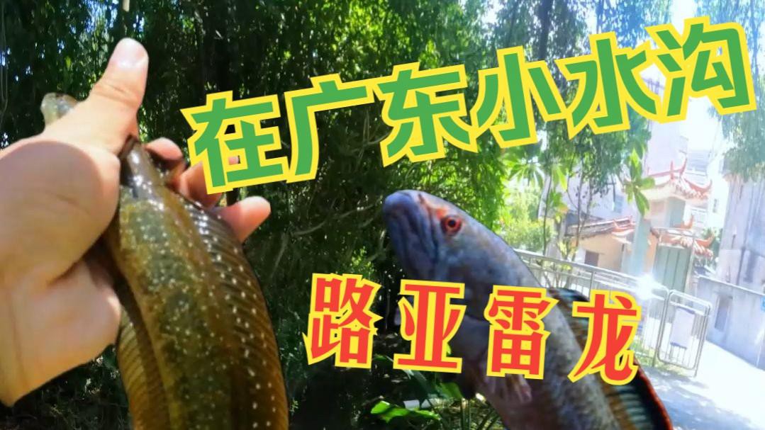 如何判斷雷龍魚是否上鉤？，《如何判斷雷龍魚是否上鉤》路亞新手釣雷龍保姆級(jí)教學(xué)