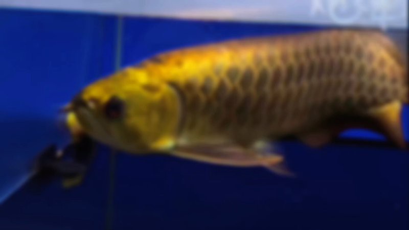 24K過背金龍有哪些品種？，24k過背金龍的價(jià)格是多少