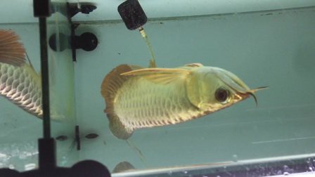 24K過背金龍有哪些品種？，24k過背金龍的價(jià)格是多少