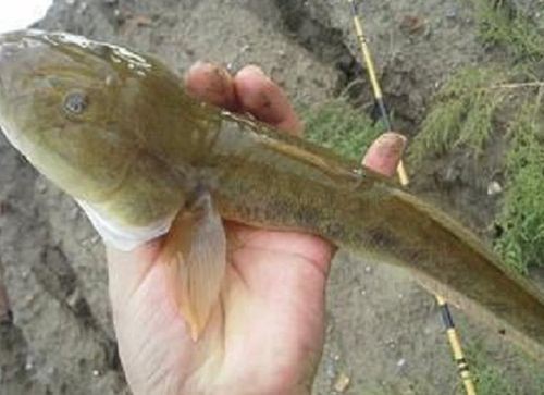 矛尾刺蝦虎魚圖片，探索海洋世界：矛尾刺蝦虎魚