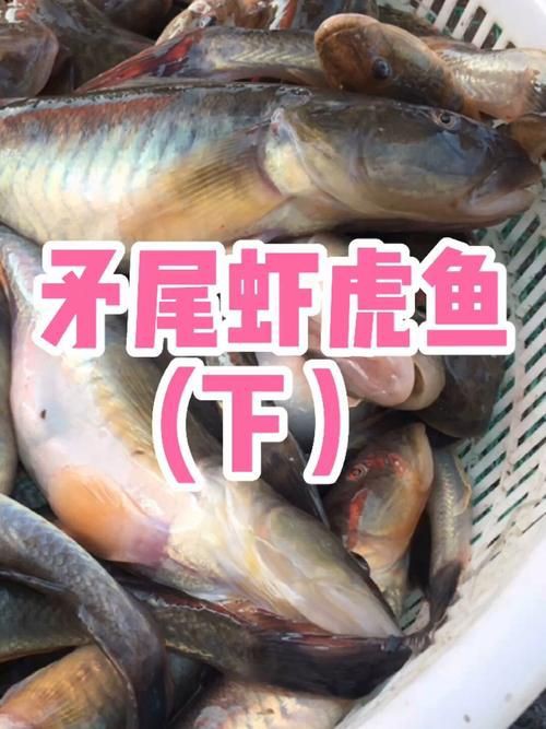 矛尾刺蝦虎魚圖片，探索海洋世界：矛尾刺蝦虎魚