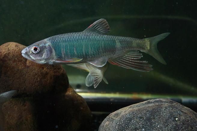 矛尾刺蝦虎魚圖片，探索海洋世界：矛尾刺蝦虎魚