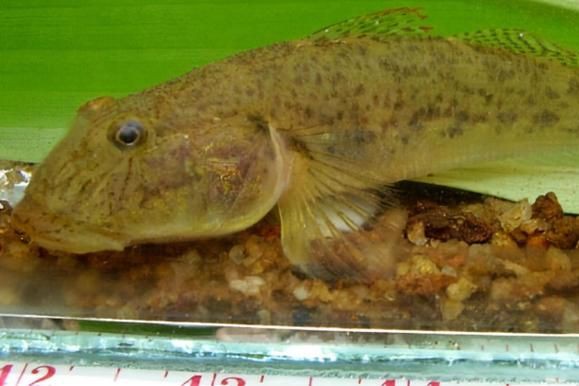 矛尾刺蝦虎魚圖片，探索海洋世界：矛尾刺蝦虎魚
