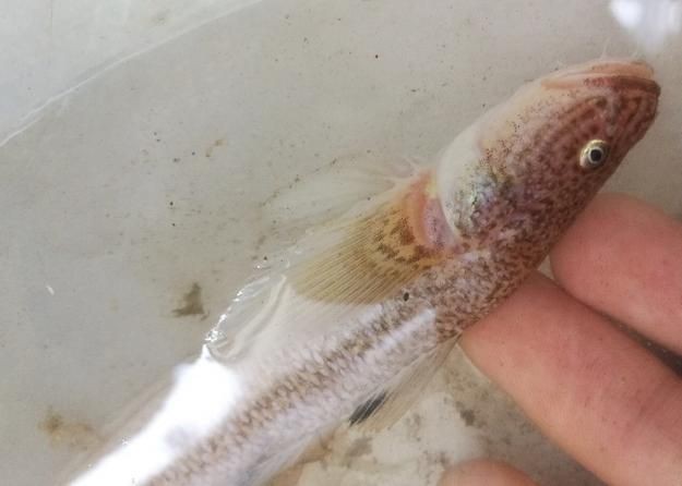 矛尾刺蝦虎魚圖片，探索海洋世界：矛尾刺蝦虎魚