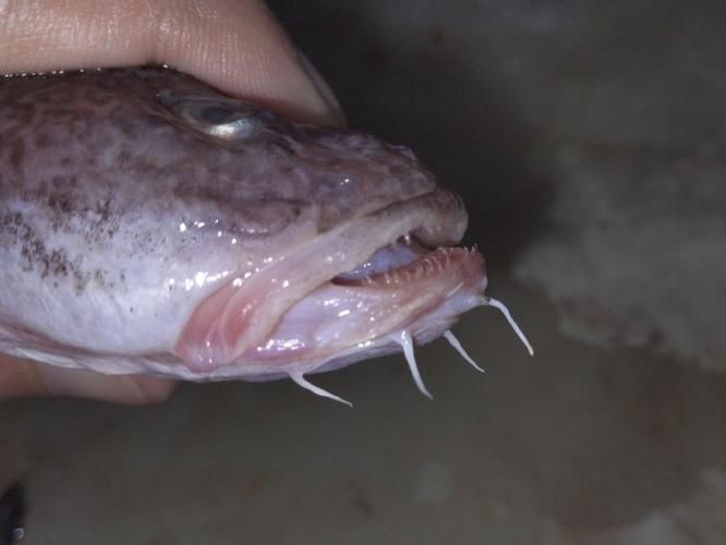 矛尾刺蝦虎魚圖片，探索海洋世界：矛尾刺蝦虎魚