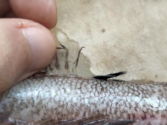 矛尾刺蝦虎魚圖片，探索海洋世界：矛尾刺蝦虎魚