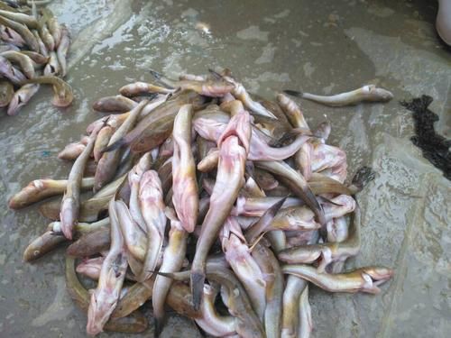 矛尾刺蝦虎魚圖片，探索海洋世界：矛尾刺蝦虎魚