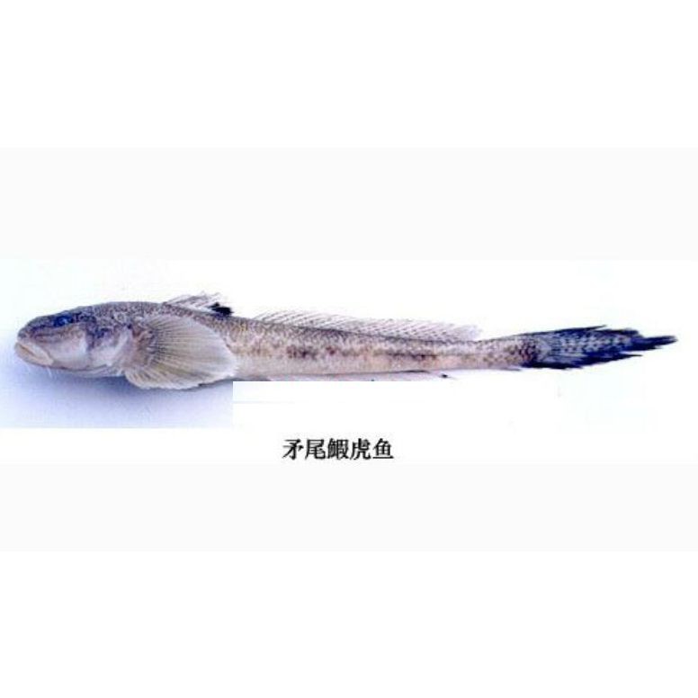 矛尾刺蝦虎魚圖片，探索海洋世界：矛尾刺蝦虎魚