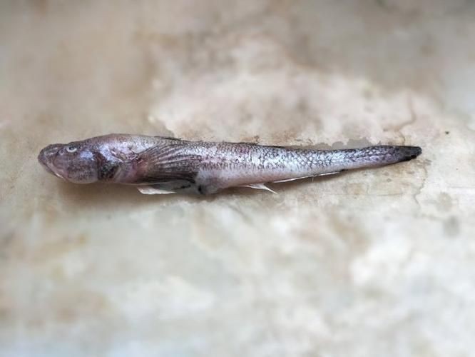 矛尾刺蝦虎魚圖片，探索海洋世界：矛尾刺蝦虎魚