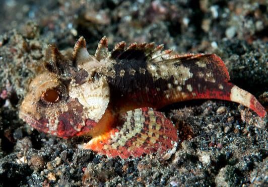 矛尾刺蝦虎魚圖片，探索海洋世界：矛尾刺蝦虎魚