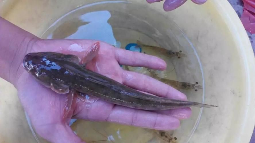 矛尾刺蝦虎魚圖片，探索海洋世界：矛尾刺蝦虎魚