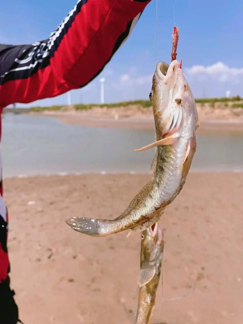 矛尾刺蝦虎魚圖片，探索海洋世界：矛尾刺蝦虎魚